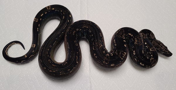 IMG Aztec het VPI T+ Boa constrictor | Vida Preciosa International